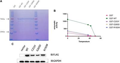 GCK exonic mutations induce abnormal biochemical activities and result in GCK-MODY